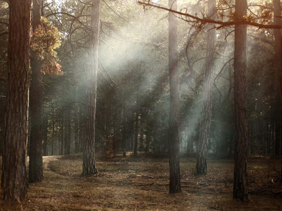 Imagem de uma floresta seca com raios de sol a atravessar os ramos das árvores. 