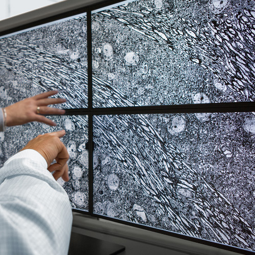 Imagem de quatro ecrãs que mostram as imagens obtidas com o microscópio ZEISS MultiSEM. 